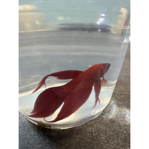 BETTA SPLENDENS MACHO ROJO XL 3.5-4CM