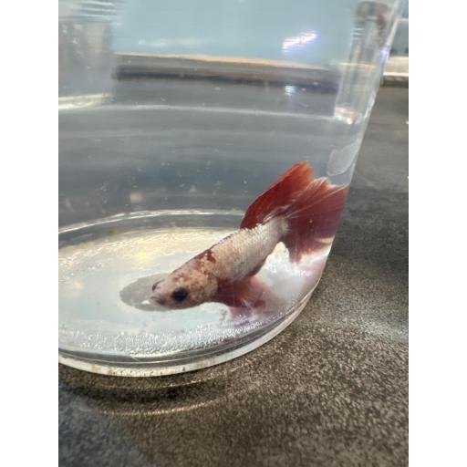 BETTA SPLENDENS DELTA DRAGON METÁLICO MACHO XL 3.5-4CM [0]