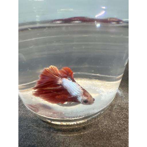 BETTA SPLENDENS DELTA DRAGON METÁLICO MACHO XL 3.5-4CM [1]