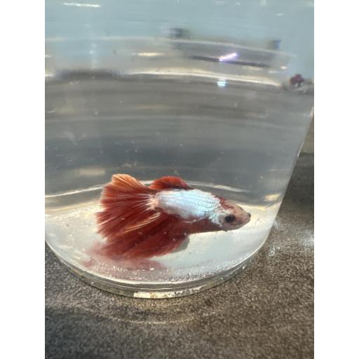 BETTA SPLENDENS DELTA DRAGON METÁLICO MACHO XL 3.5-4CM [2]