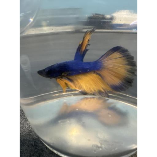 BETTA SPLENDENS HM AMARILLO MOSTAZA MACHO AAA 3.5-4CM [0]