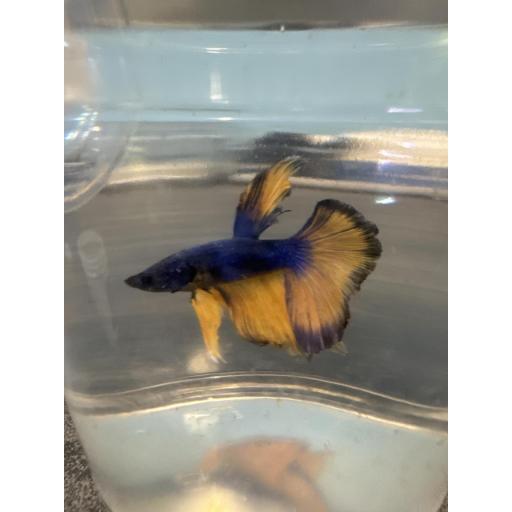 BETTA SPLENDENS HM AMARILLO MOSTAZA MACHO AAA 3.5-4CM [1]
