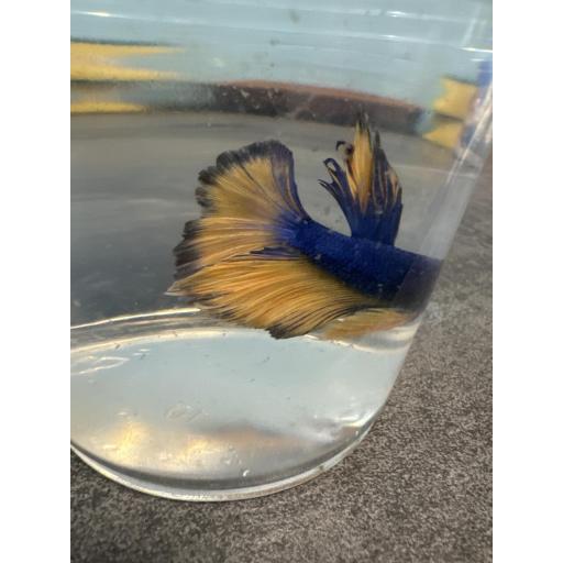 BETTA SPLENDENS HM AMARILLO MOSTAZA MACHO AAA 3.5-4CM [2]