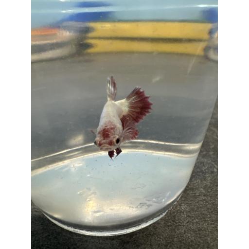 BETTA CORONA MACHO ROJO 3-3.5CM