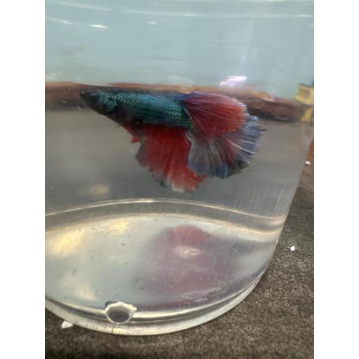 BETTA HALF MOON FLASH MACHO 3.5-4CM [0]