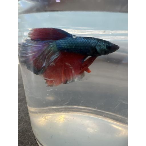 BETTA HALF MOON FLASH MACHO 3.5-4CM [1]