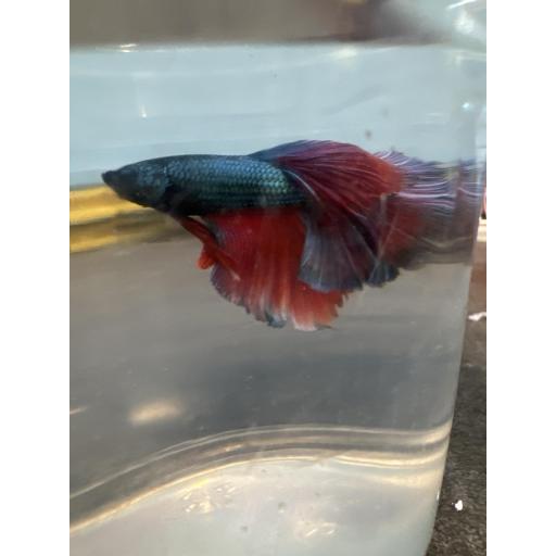 BETTA HALF MOON FLASH MACHO 3.5-4CM [2]
