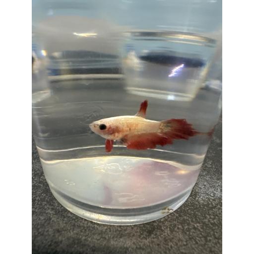 BETTA CORONA MACHO ROJO 3-3.5CM