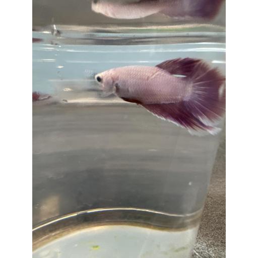 BETTA CORONA HEMBRA ROJO Y AZULADO 3-3.5CM [0]