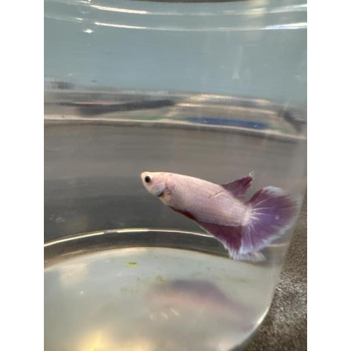 BETTA CORONA HEMBRA ROJO Y AZULADO 3-3.5CM [1]