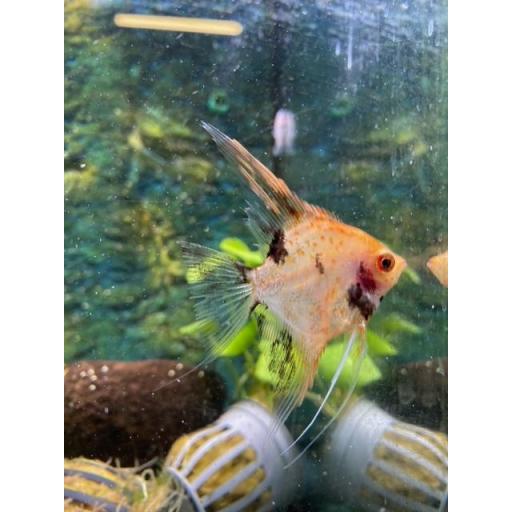 ESCALAR RED DEVIL AMERICANO SALVAJE 3,5-5CM - PTEROPHYLLUM SCALARE RED DEVIL AMERICAN WILD [4]