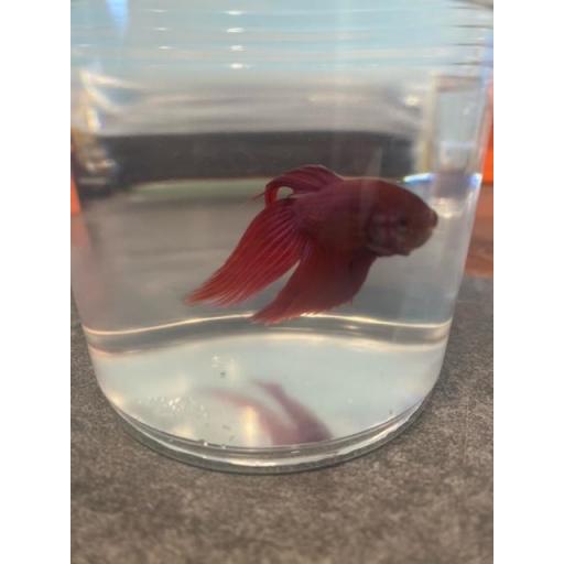 BETTA MACHO CAMBOYANO METALICO ROJO 5-6CM [0]
