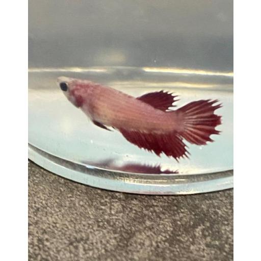 BETTA HEMBRA CORONA AZUL 3-3,5CM [0]