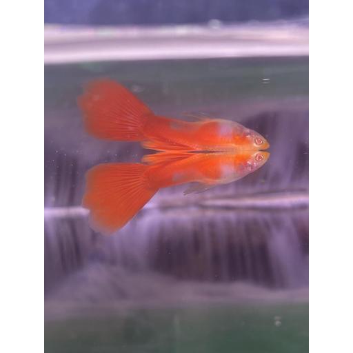 GUPPY FULL RED ALBINO MACHO 2.5-3CM- GUPPY ALBINO ROJO MACHO POECILIA RETICULATA [4]