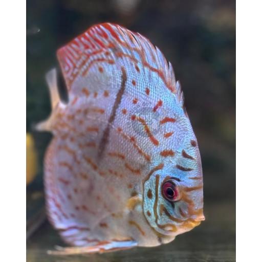 DISCO COBALTO VENA ROJA - DISCUS COBALT RED VEIN 10-12 CM [3]