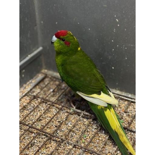 KAKARIKI MACHO [5]