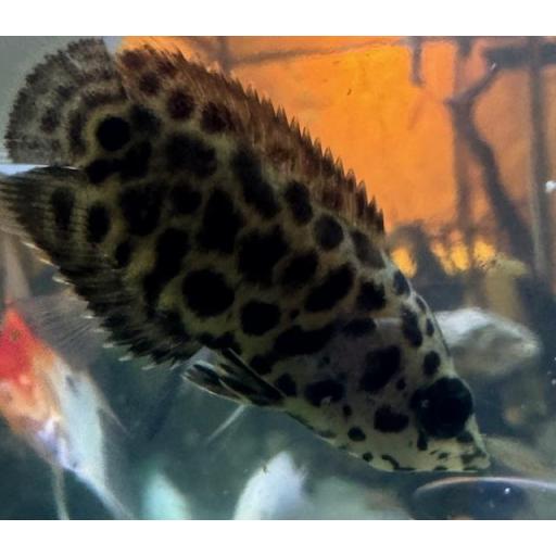 GOURAMI LEOPARDO - CTENOPOMA ACUTIROSTRE [3]