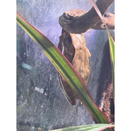 RANA POLYPEDATES LEUCOMYSTAX [2]