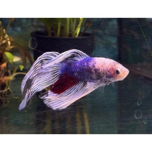 BETTA MACHO HALF MOON [5]