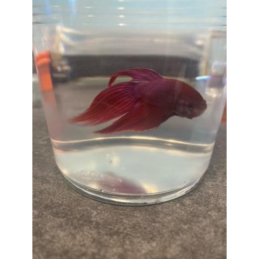 BETTA MACHO CAMBOYANO METALICO ROJO 5-6CM [1]