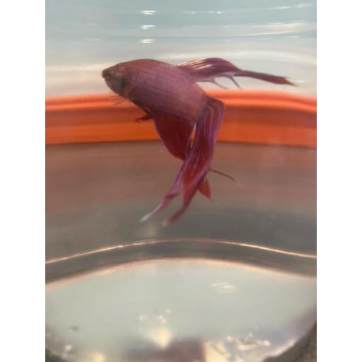 BETTA MACHO CAMBOYANO METALICO ROJO 5-6CM [1]