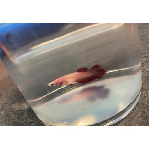 BETTA HEMBRA CORONA AZUL 3-3,5CM [1]