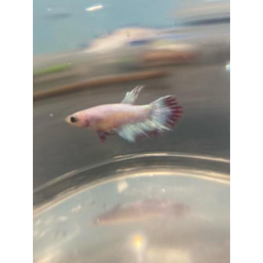 BETTA HEMBRA CORONA 3-3,5CM [1]