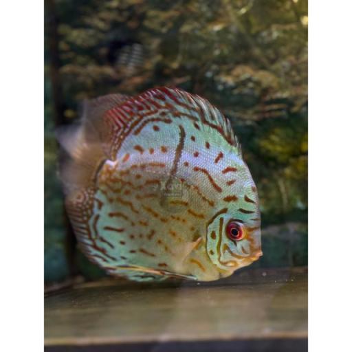 DISCO COBALTO VENA ROJA - DISCUS COBALT RED VEIN 10-12 CM [2]