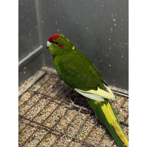 KAKARIKI MACHO [4]