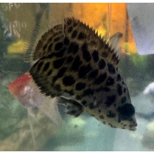 GOURAMI LEOPARDO - CTENOPOMA ACUTIROSTRE [2]