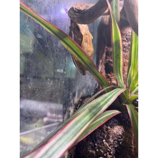 RANA POLYPEDATES LEUCOMYSTAX [1]