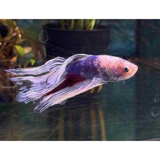 BETTA MACHO HALF MOON [6]