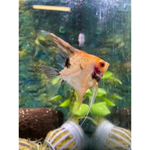 ESCALAR RED DEVIL AMERICANO SALVAJE 3,5-5CM - PTEROPHYLLUM SCALARE RED DEVIL AMERICAN WILD [3]