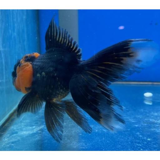 ORANDA ROJO NEGRO 10-12CM [3]