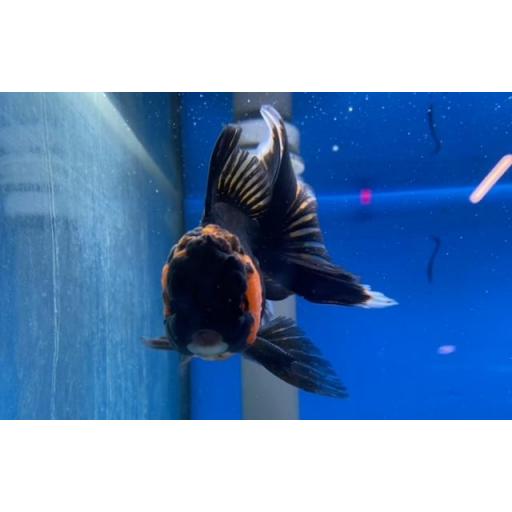 ORANDA ROJO NEGRO 10-12CM [2]