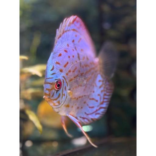 DISCO COBALTO VENA ROJA - DISCUS COBALT RED VEIN 10-12 CM [1]