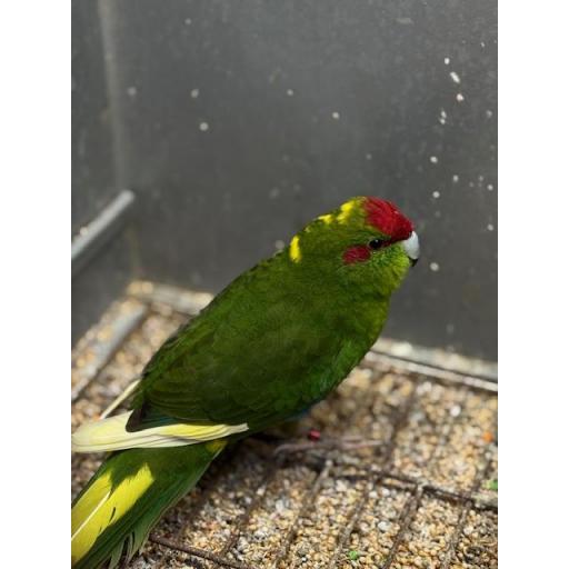 KAKARIKI MACHO [3]