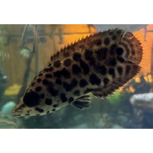GOURAMI LEOPARDO - CTENOPOMA ACUTIROSTRE [1]