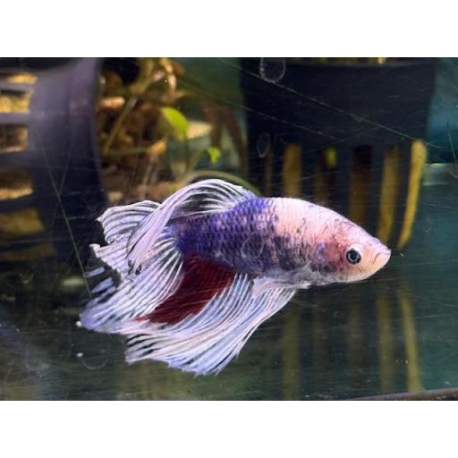 BETTA MACHO HALF MOON [4]