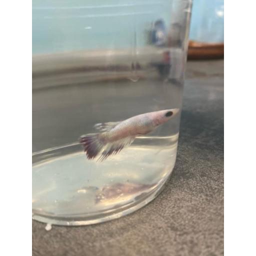 BETTA HEMBRA CORONA 3-3,5CM [0]