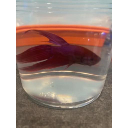 BETTA MACHO CAMBOYANO METALICO ROJO 5-6CM [2]