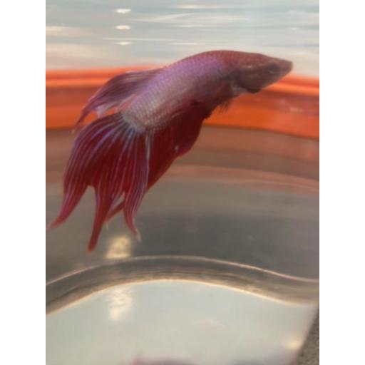 BETTA MACHO CAMBOYANO METALICO ROJO 5-6CM [0]