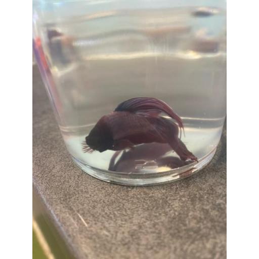 BETTA MACHO CAMBOYANO METALICO ROJO 5-6CM [2]