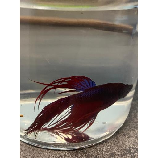 BETTA MACHO CORONA 5-6CM [0]