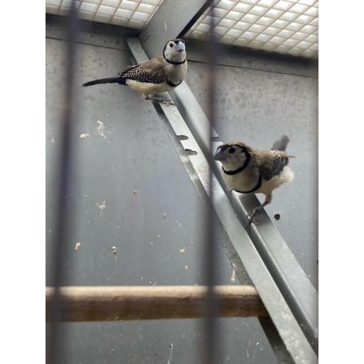PAREJA DIAMANTE BICHENOV - Taeniopygia bichenovii [3]