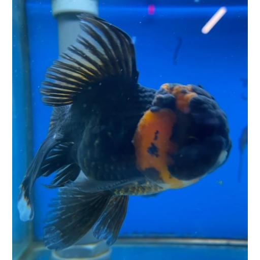 ORANDA ROJO NEGRO 10-12CM [1]