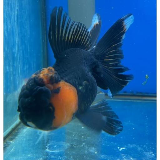 ORANDA ROJO NEGRO 10-12CM [0]