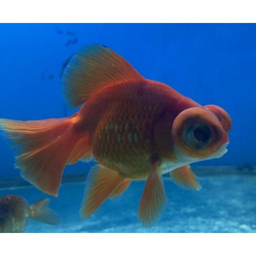 TELESCOPICO COLA MARIPOSA ROJO 12-14cm - CARASSIUS AURATUS [1]