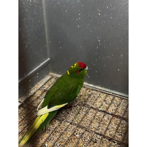 KAKARIKI MACHO [1]