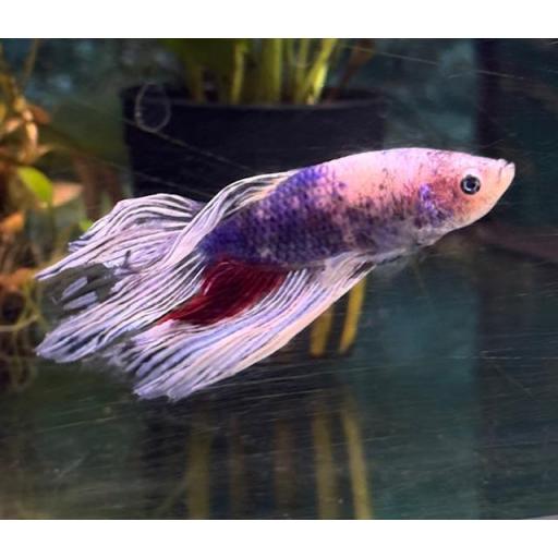 BETTA MACHO HALF MOON [2]